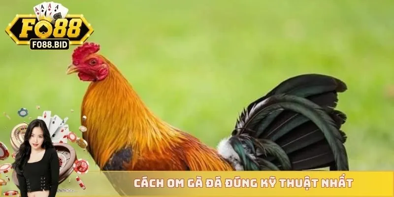 Cách om gà đá đúng kỹ thuật nhất