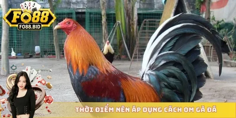 Thời điểm nên áp dụng cách om gà đá